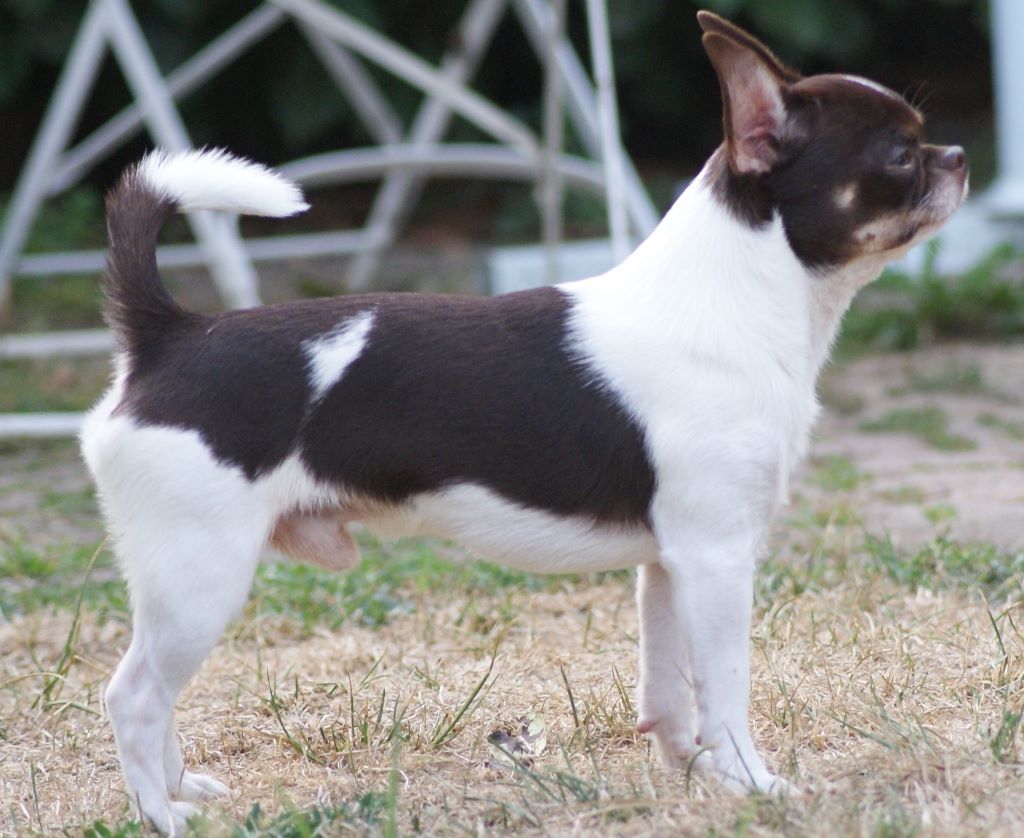 CH. Nestlé Des Merveilles Du Tilleul