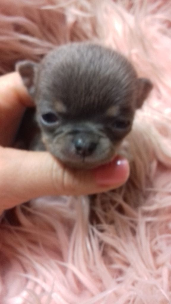 Miniature bleue